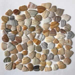 Seashell Fragments 100 Smooth Natural Clam Shell Pieces Jewelry Art Crafts Decor